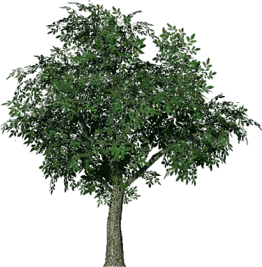 Walnut Tree PNG