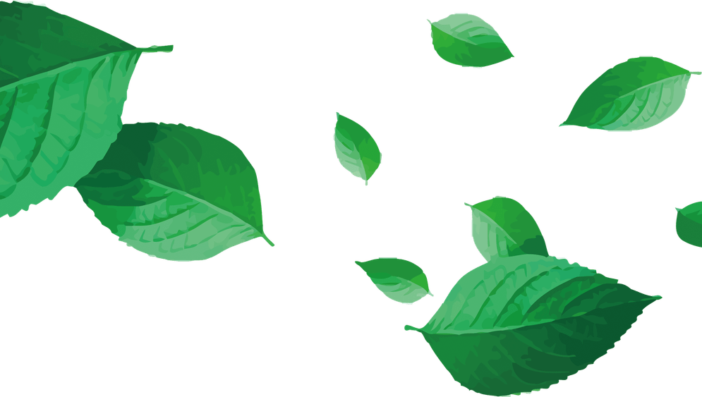Green Leaf PNG