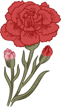 Carnation PNG
