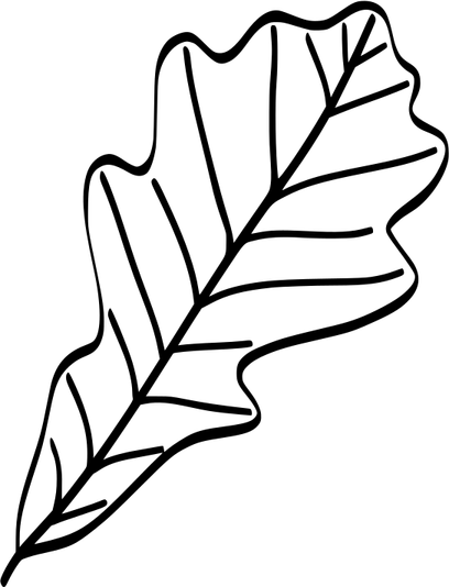Acorn Leaf PNG