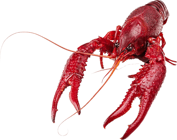 Crawfish PNG