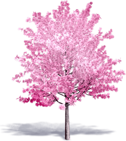 Cherry Blossom Tree PNG