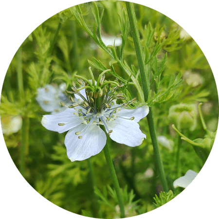 Nigella Flower PNG