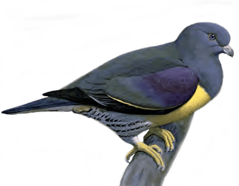 Pigeon PNG
