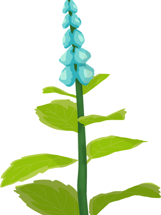Mint Flower PNG