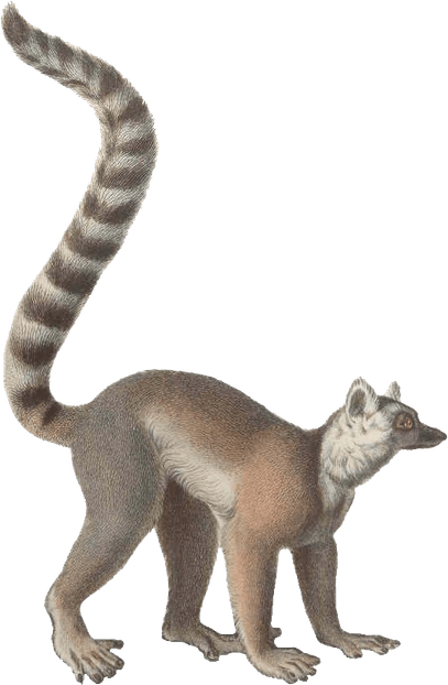 Lemur PNG