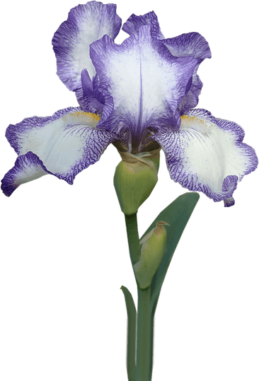 Iris PNG