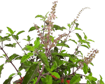 Basil Flower PNG