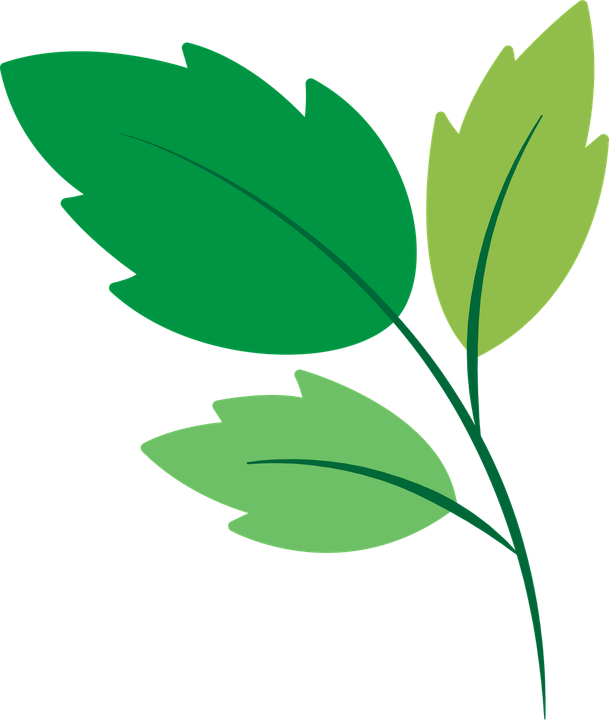 Green Leaf PNG