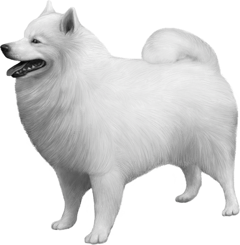 Samoyed Dog PNG