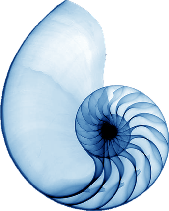 Blue Shell PNG