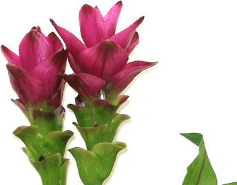 Ginger Flower PNG