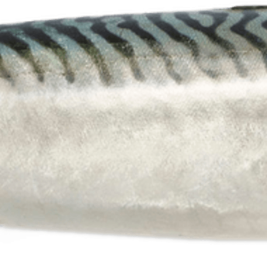 Atlantic Mackerel PNG