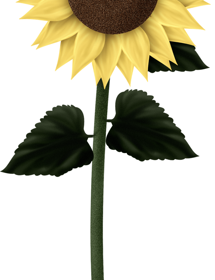 Sunflowers PNG