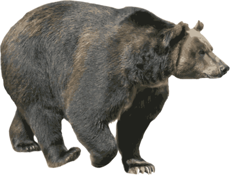 American Black Bear PNG