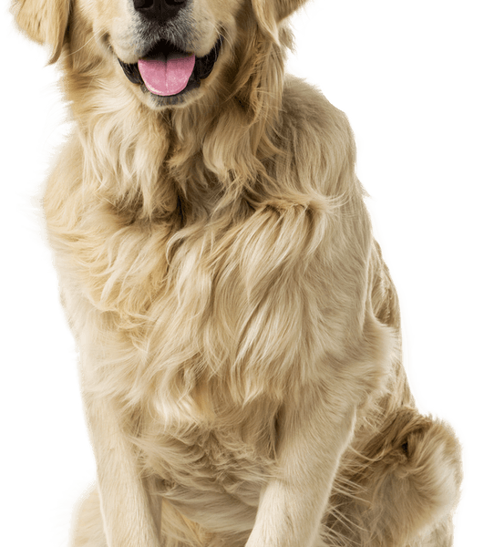 Ace Combat Dog PNG