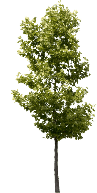 Street Tree PNG