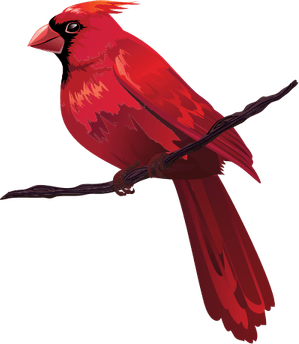 Cardinal PNG