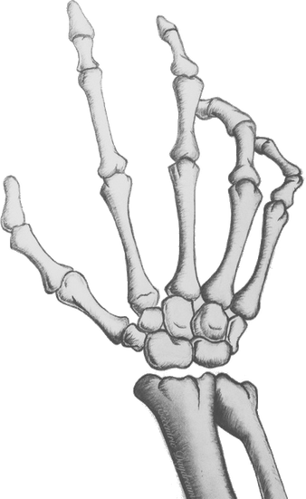 Skeleton Hand PNG