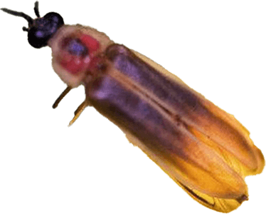 Firefly PNG