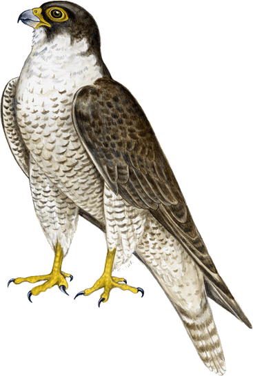 Falcon PNG