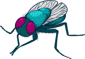 Fly Insect PNG