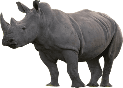 Baby Rhino PNG