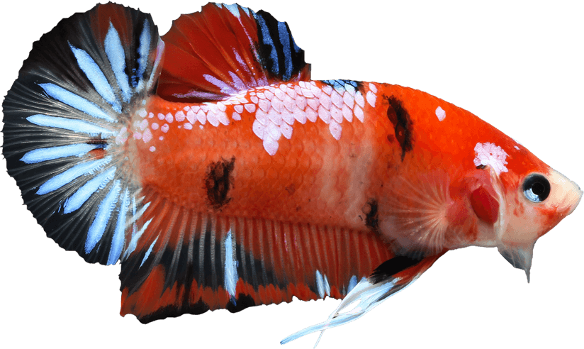 Betta PNG