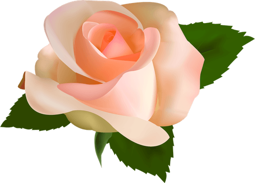 Rose Clear PNG