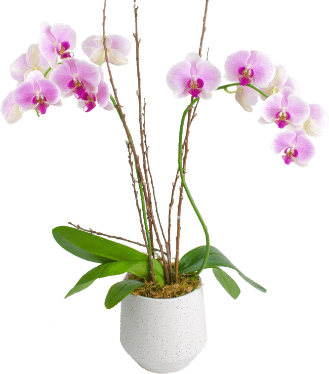 Orchids PNG