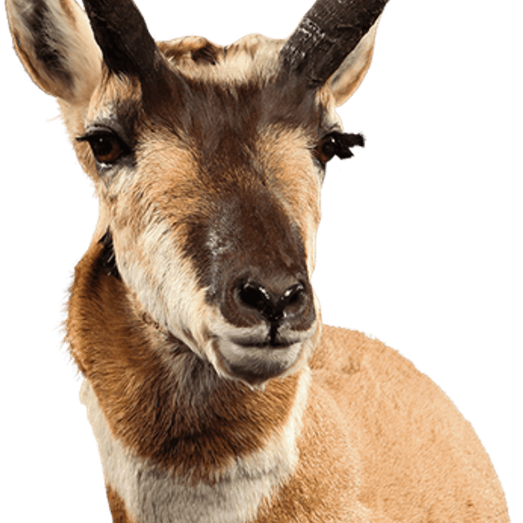 Pronghorn PNG