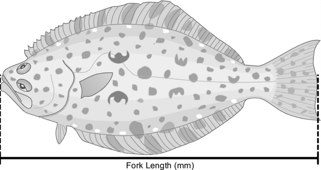 Halibut PNG