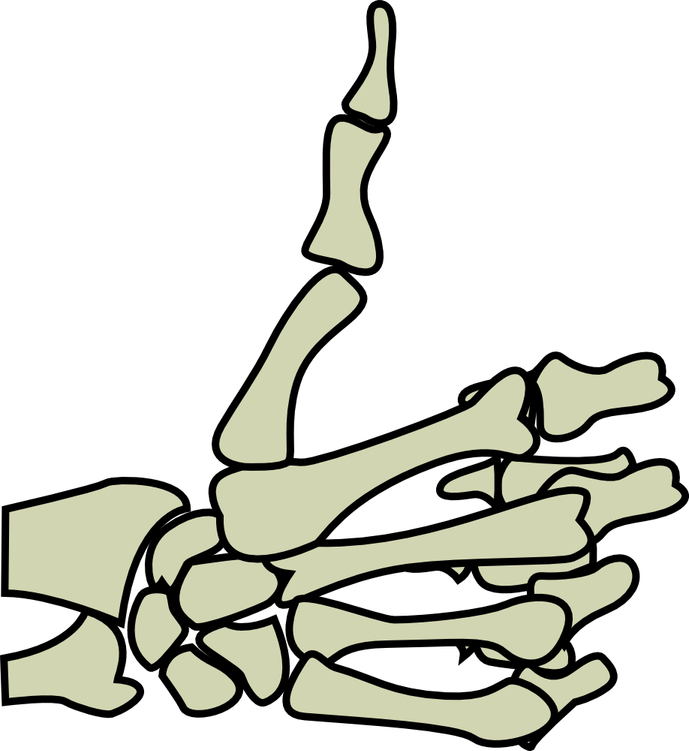 Skeleton Hand Drawing PNG