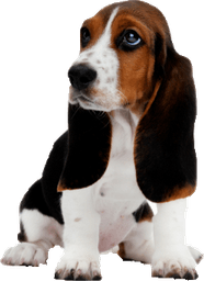 Basset Hound PNG