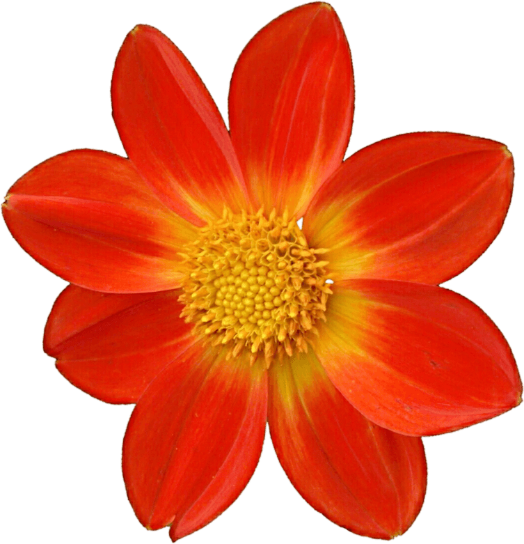 Dahlia PNG