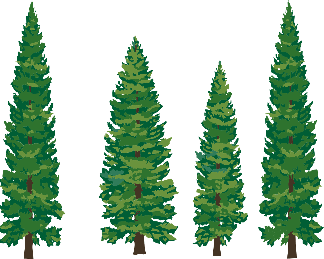 Conifer Tree PNG