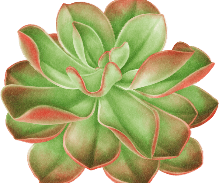 Succulent PNG