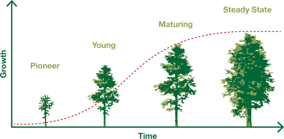 Young Tree PNG