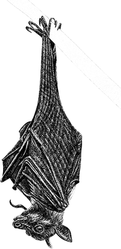 Bat Black And White PNG
