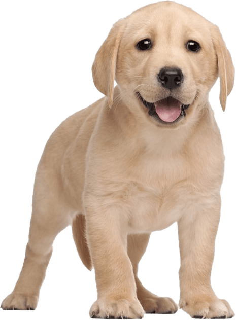 Labrador Retriever PNG