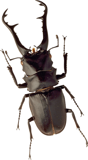 Insect PNG