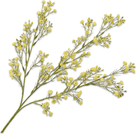 Gypsophila Flower PNG