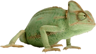 Chameleon PNG
