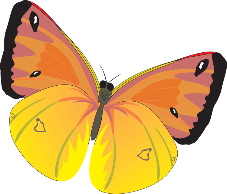 Butterfly Animation PNG