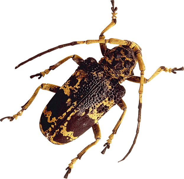 Insect PNG