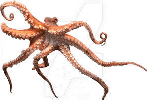 Octopus PNG