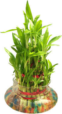 Bamboo Tree PNG