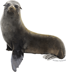 Seal PNG