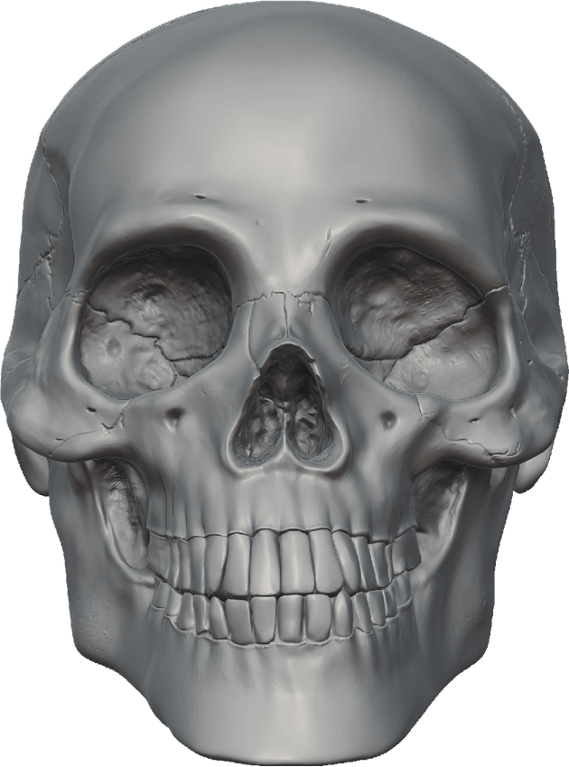 Skeleton Head PNG