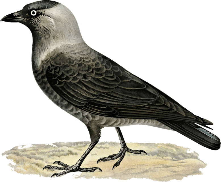 Western Jackdaw PNG